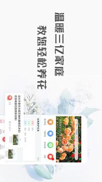 花信