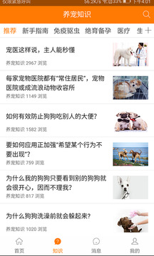 宠安安