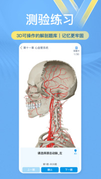 维萨里3D解剖